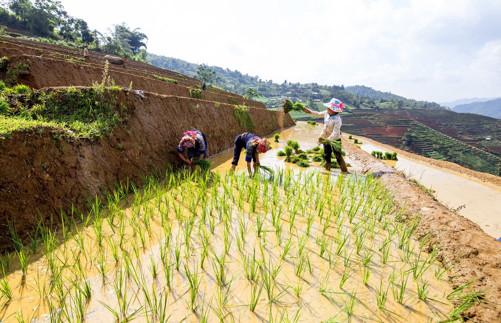 Experiences and prohibitions when trekking in Sapa
