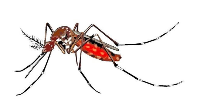 Tale of Vietnam : The invention of mosquitoes