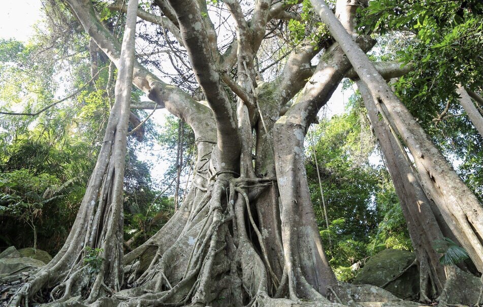 Cây Da, the banyan tree