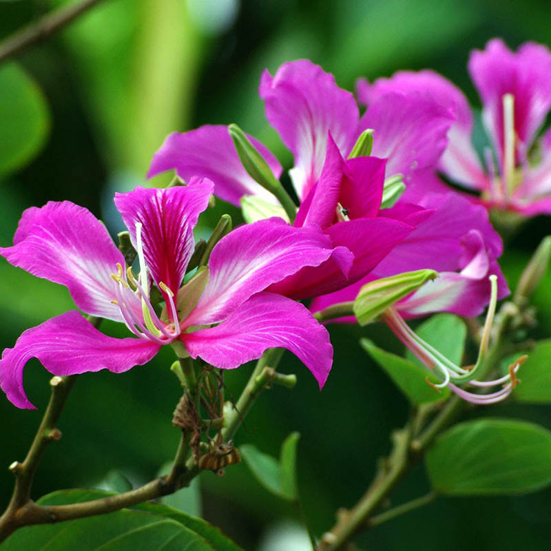 The meaning of flowers in Vietnam