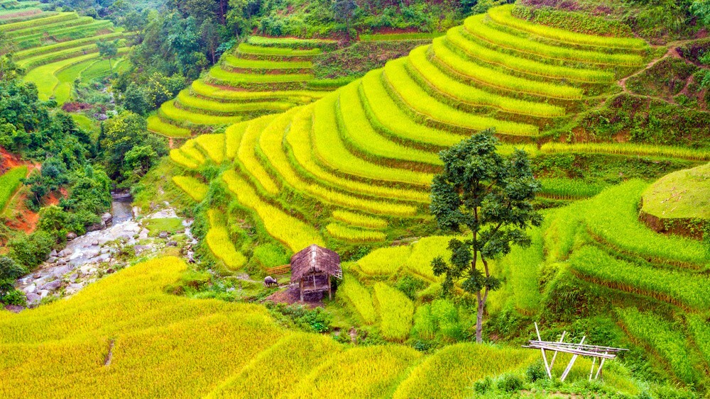 The rice terraces in Y Ty
