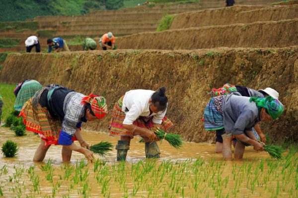 Saison du repiquage du riz à Sapa.