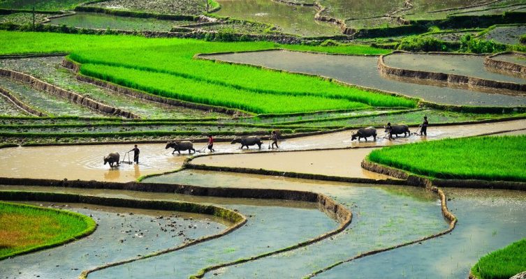 Paysages du Nord du Vietnam.