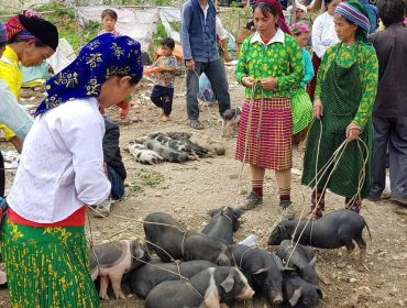 Circuit Nord-Est Vietnam et Baie de Lan Ha : 14 jours d’évasion pure