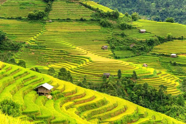 rizières en terrasse à Sapa 