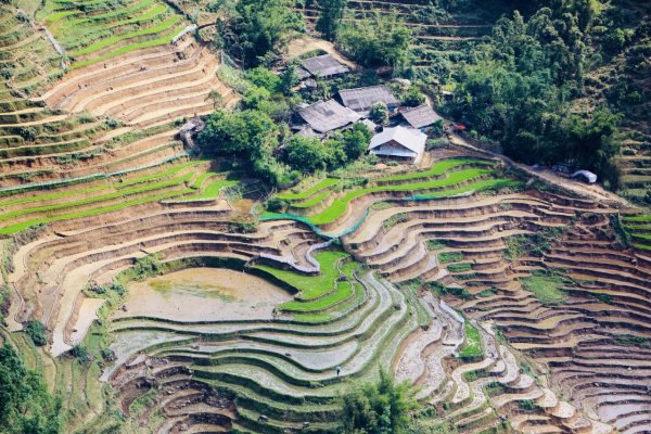 Rizières en terrasse à Sa Pa, dans les montagnes du Nord Vietnam