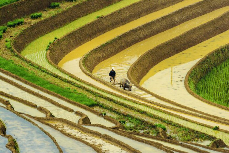 Y Ty nord Vietnam