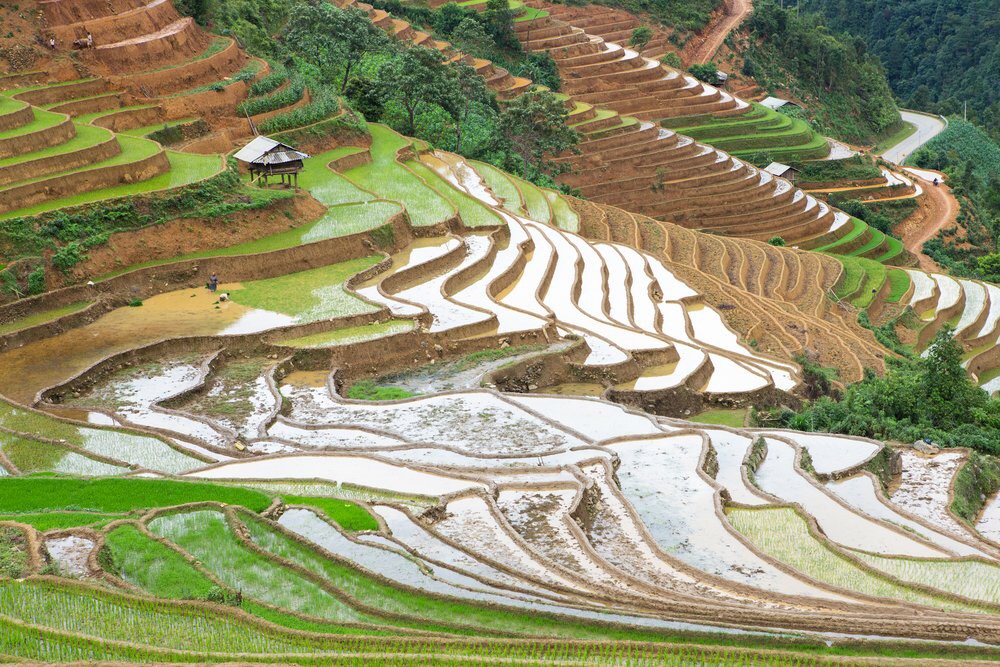 Où et quand voir les rizières en terrasses au Vietnam ?
