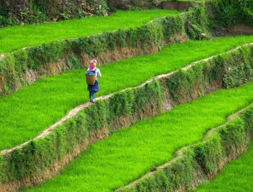 Circuit Nord Vietnam 12 jours : Incontournables et Aventure