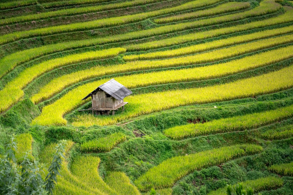 Les majestueuses rizières en terrasse de Mu Cang Chai
