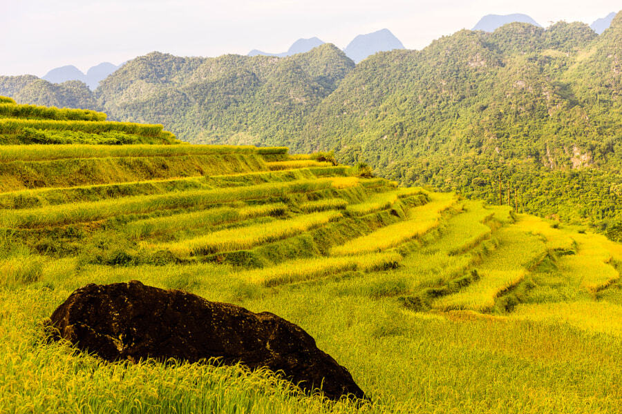 Les rizières en terrasses à Pu Luong