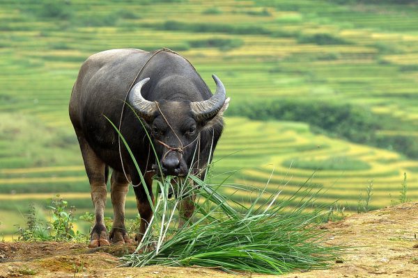 partir au nord Vietnam