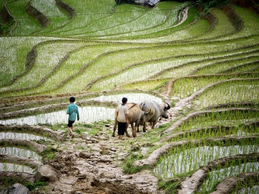 hoang su phi