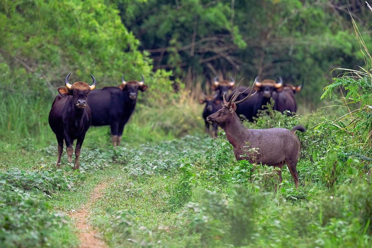 Parc national de Nam Cat Tien
