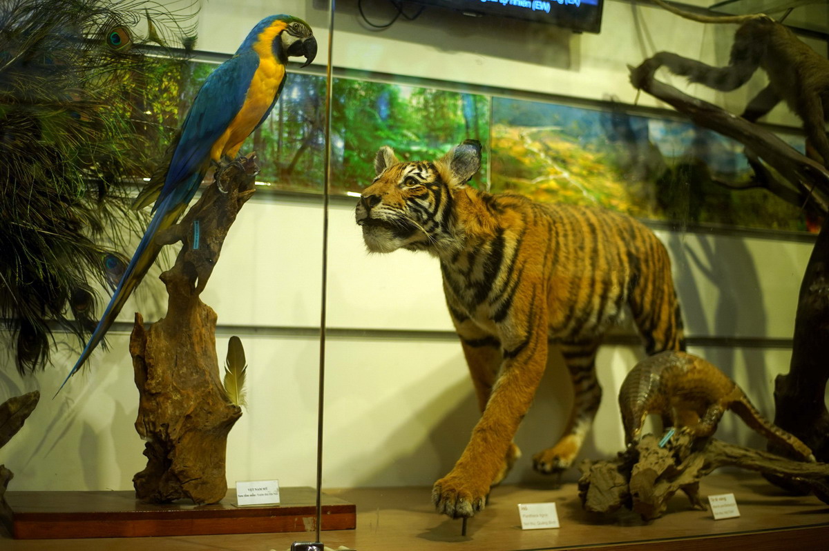 le Musée de la Nature du Vietnam