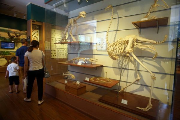 Le Musée de la Nature du Vietnam