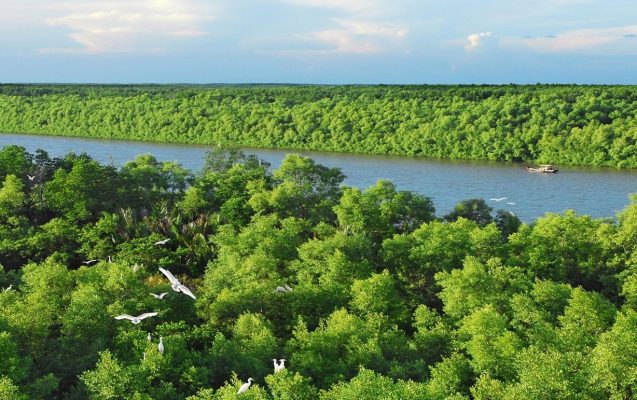 La mangrove de Can Gio