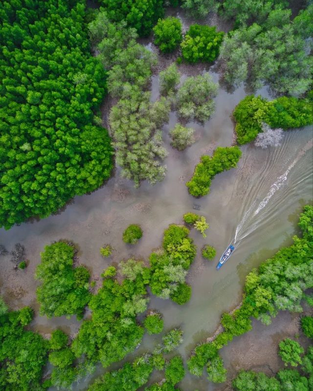 La mangrove de Can Gio