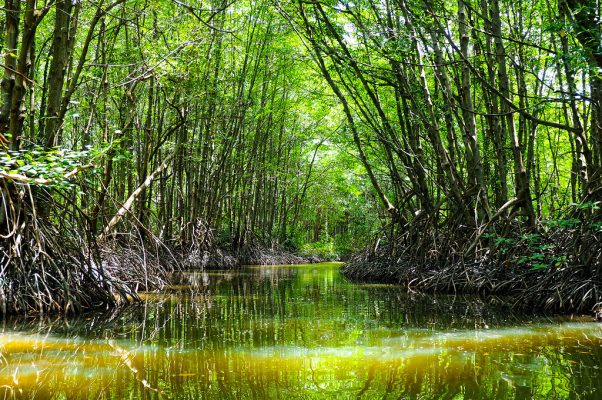 La mangrove de Can Gio