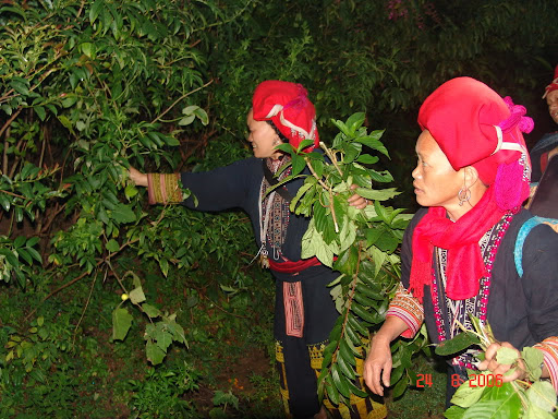 Bain aux herbes des Dao rouge