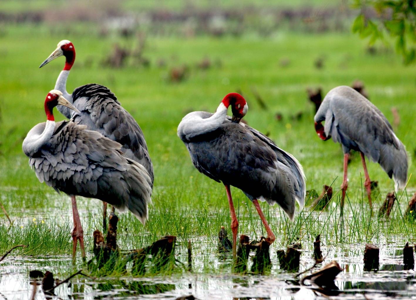 Parc national de Tram Chim Vietnam, perle du Mékong