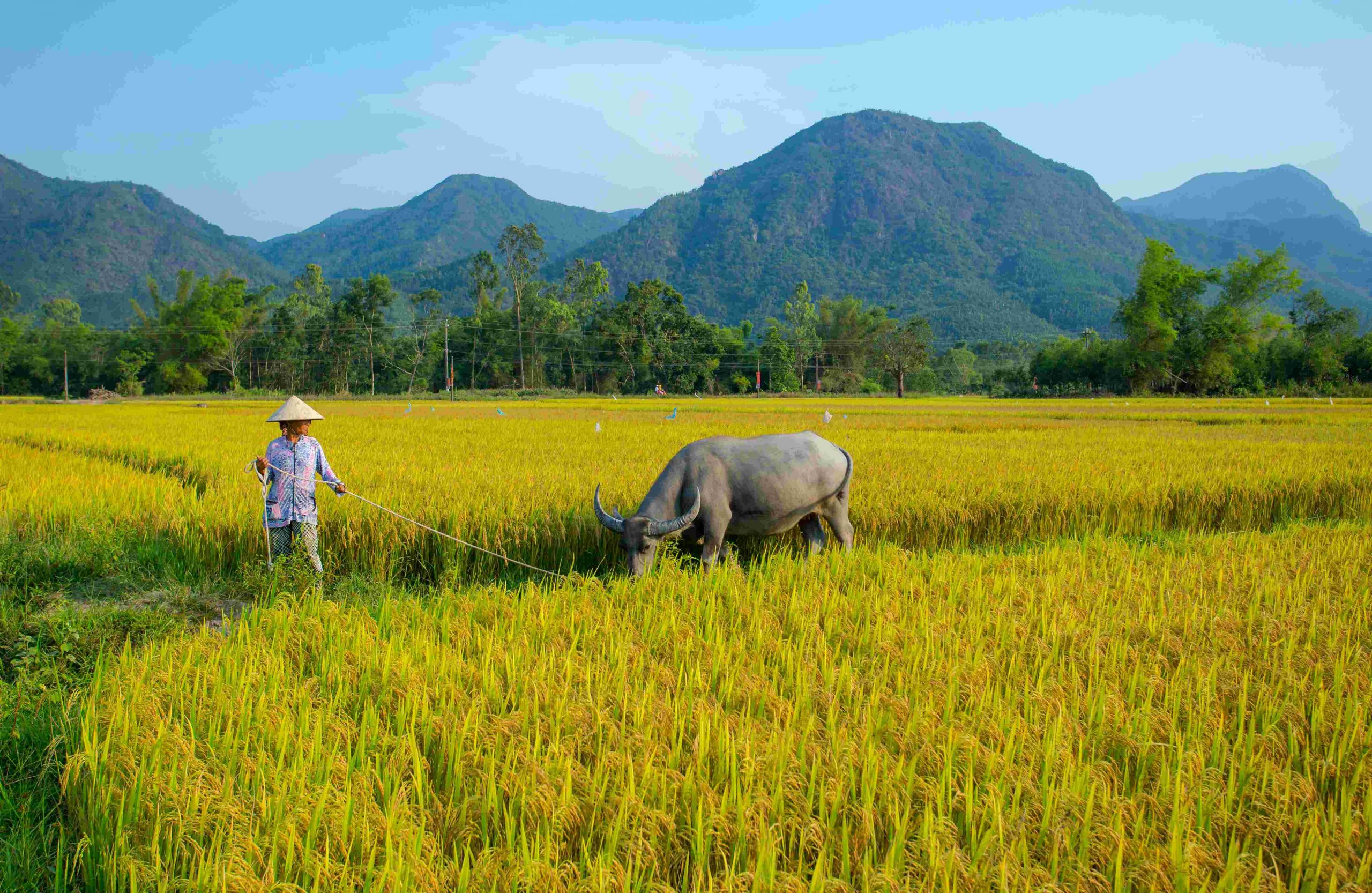 vietnam-2