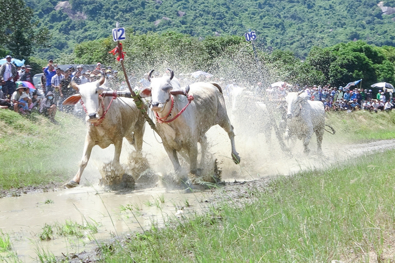 course-de-vaches-a-an-giang