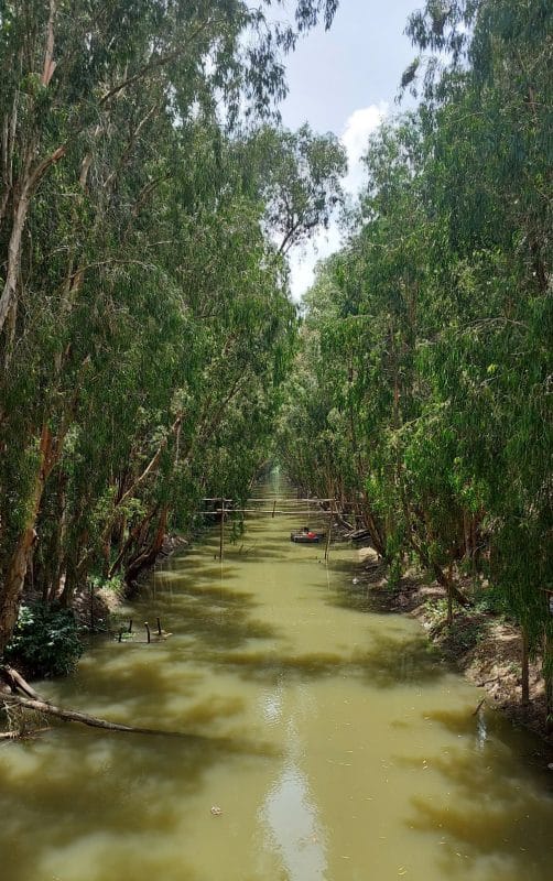 Forêt de cajeputiers de Tra Su