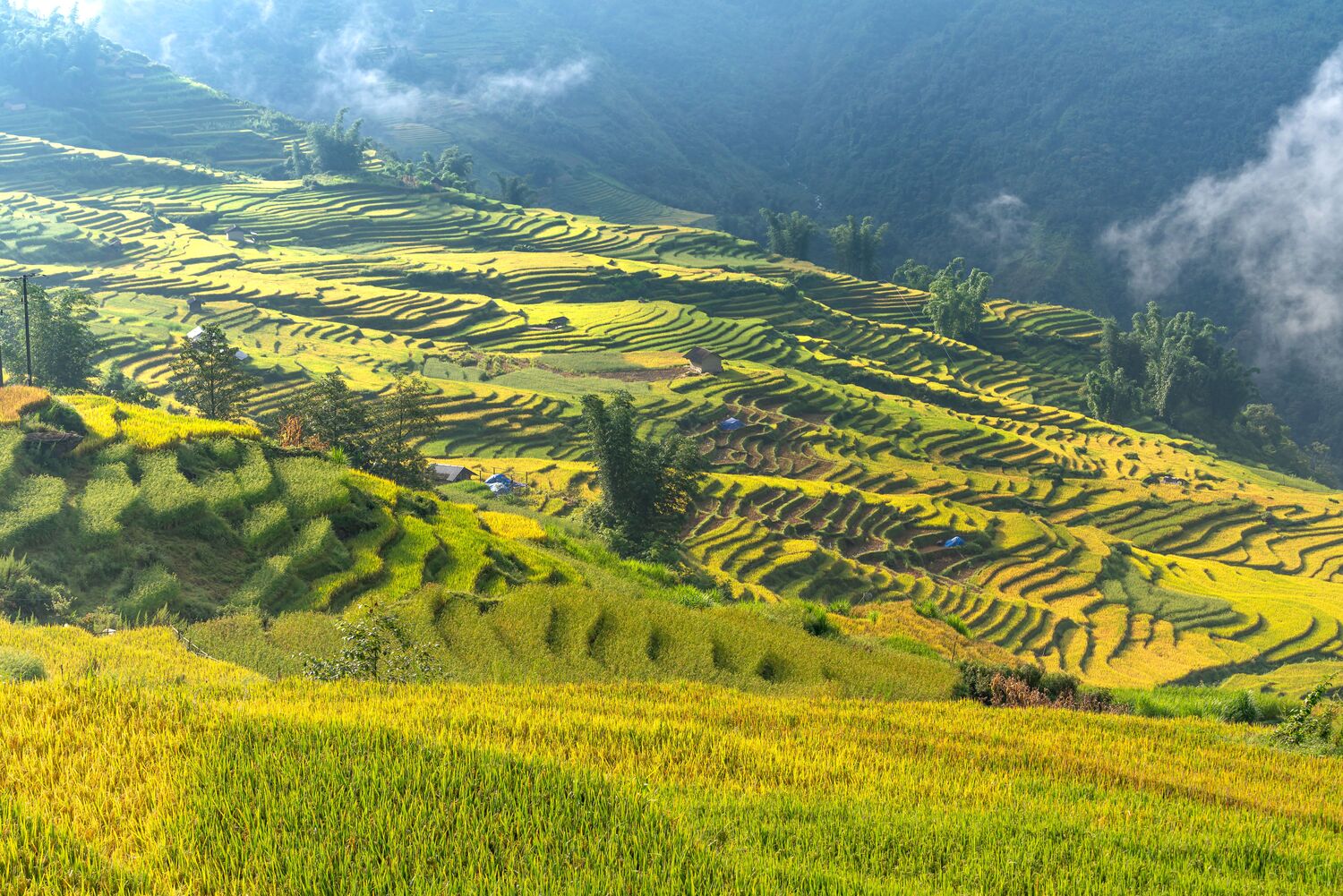 hoang-su-phi-rizieres-01-2