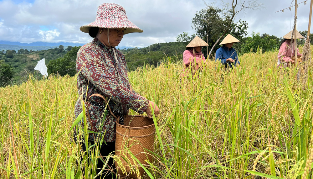 La culture du riz des Co Ho