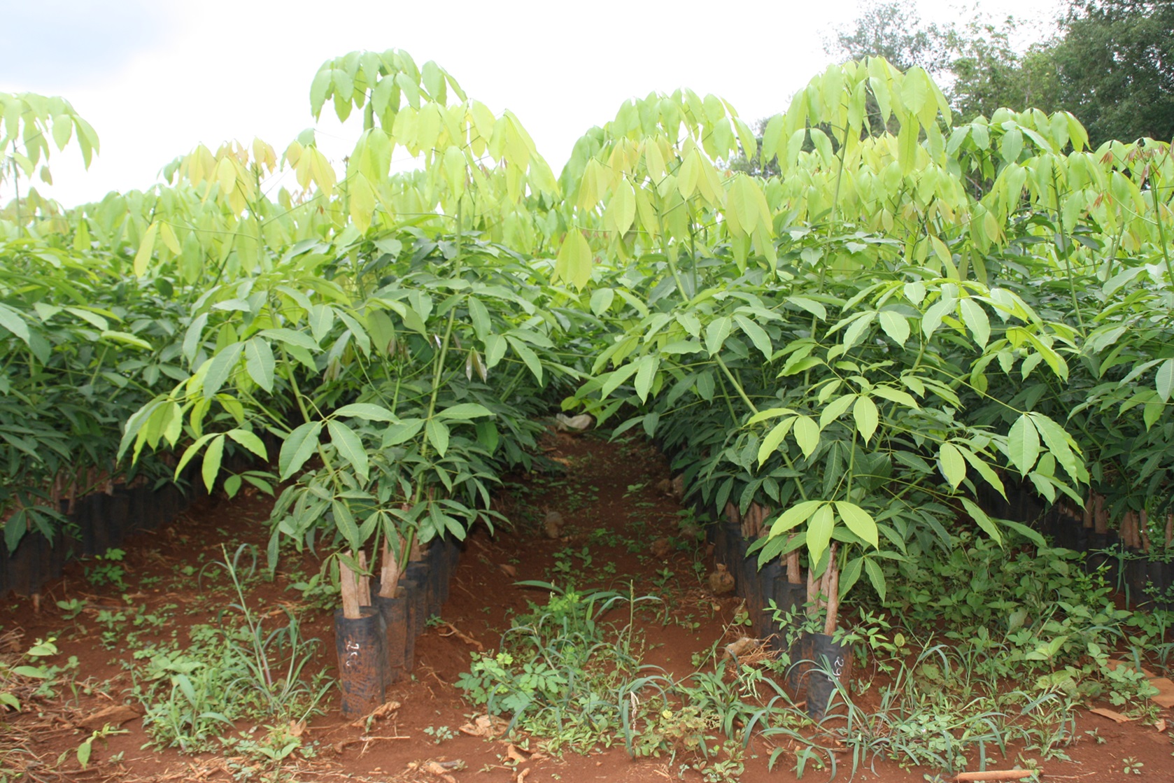 le-jardin-des-heveas-dong-nai-1