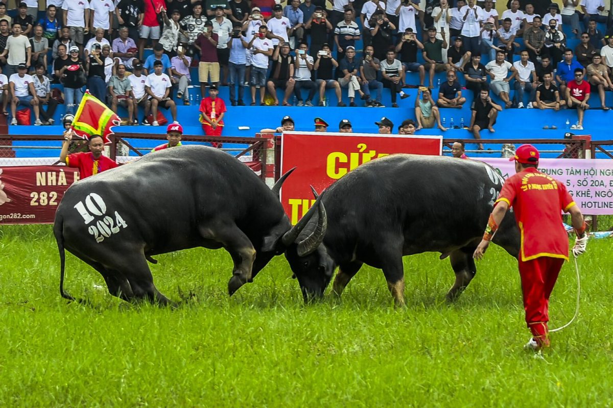 combat de bœufs Do Son