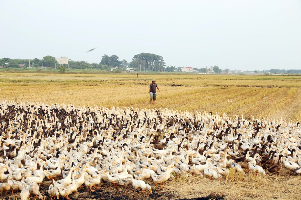 Les canards au Vietnam
