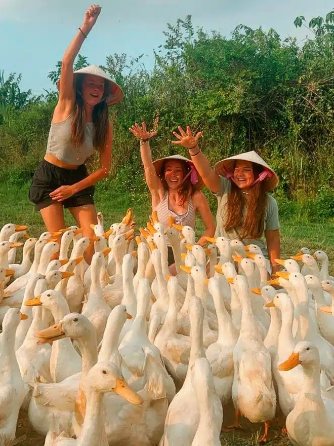 Les canards au Vietnam