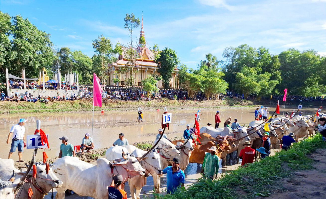 course de bœufs de la pagode Ro