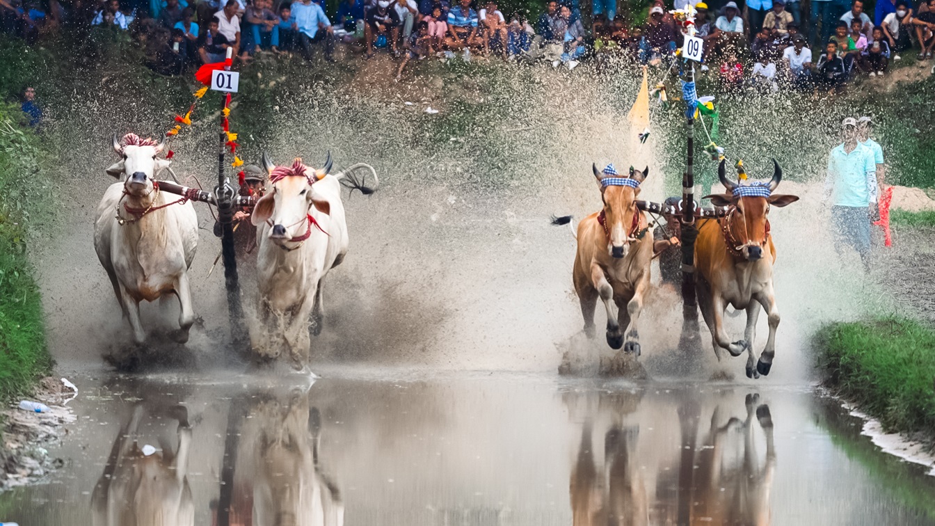 course de bœufs de la pagode Ro