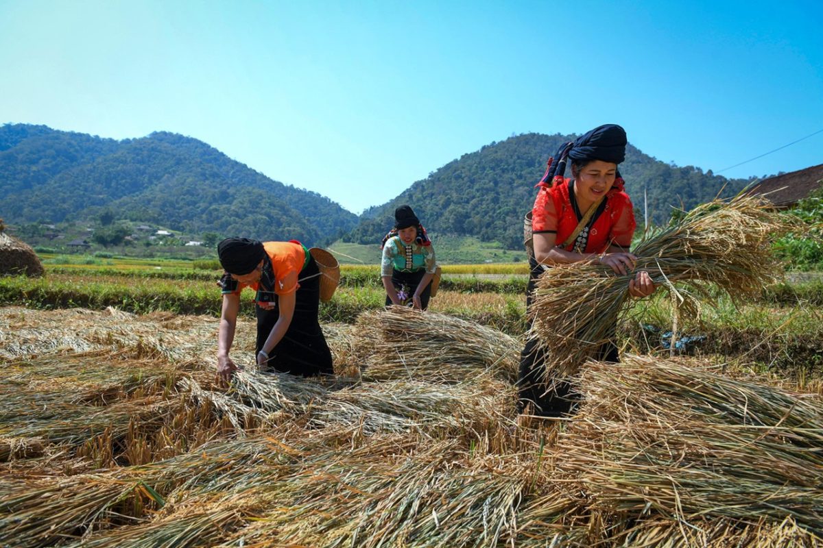 Les Xinh Mun cultivent du riz et du maïs