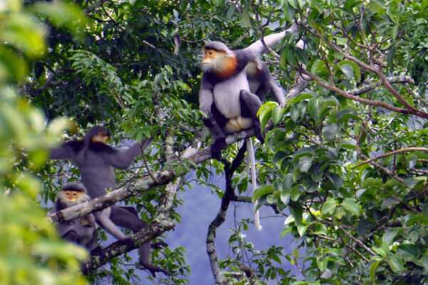 Parc national de Kon Ka Kinh