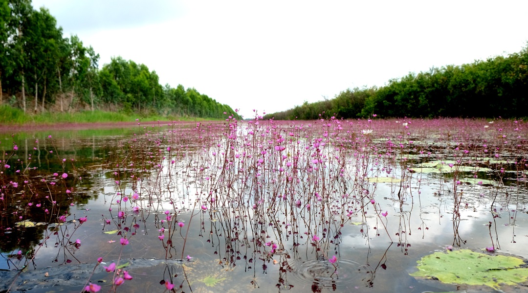 Des flores et paysages représentatifs du Delta