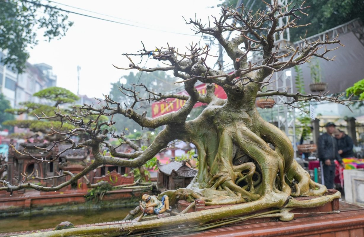 Triều Khúc – village des bonsaïs à Hanoï