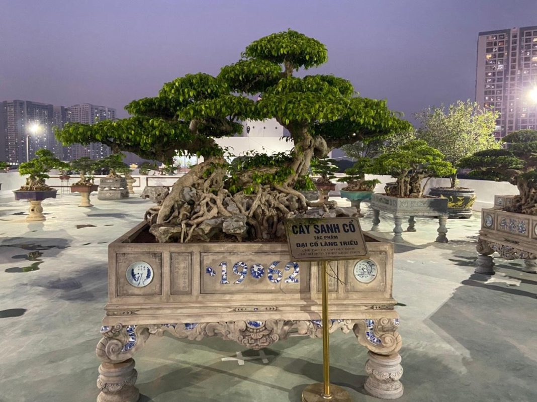 Triều Khúc – village des bonsaïs à Hanoï