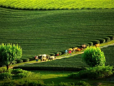 Les collines de thé de Moc Chau