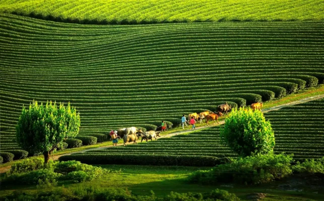 Les collines de thé de Moc Chau