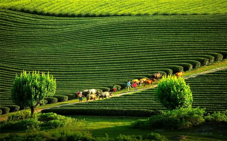 Les collines de thé de Moc Chau