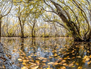 la mangrove de Rú Chá hue