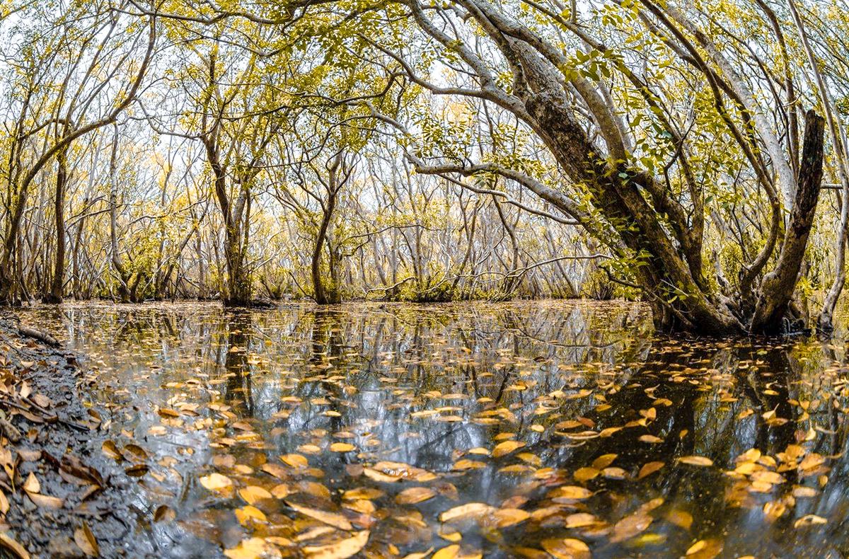Forêt de Mangrove de Rú Chá, lagune de Tam Giang