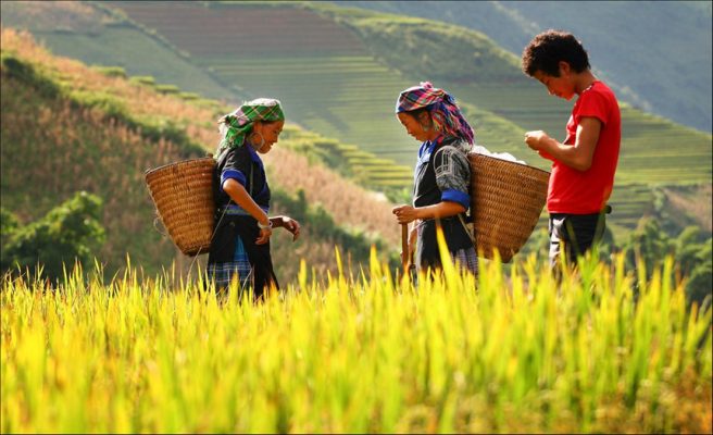 ha giang