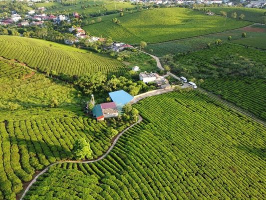La beauté de Moc Chau