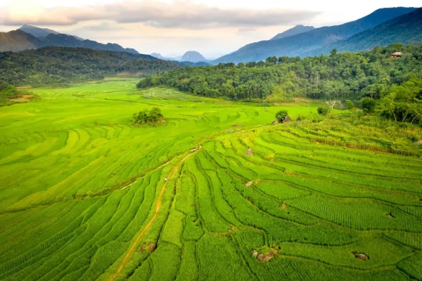 Les rizières en terrasses de Pu Luong, dans la province de Thanh Hoa.
