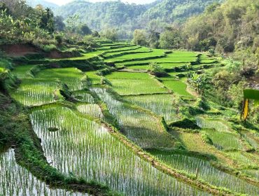 Rizières en terrasse et montagnes verdoyantes à Mai Chau